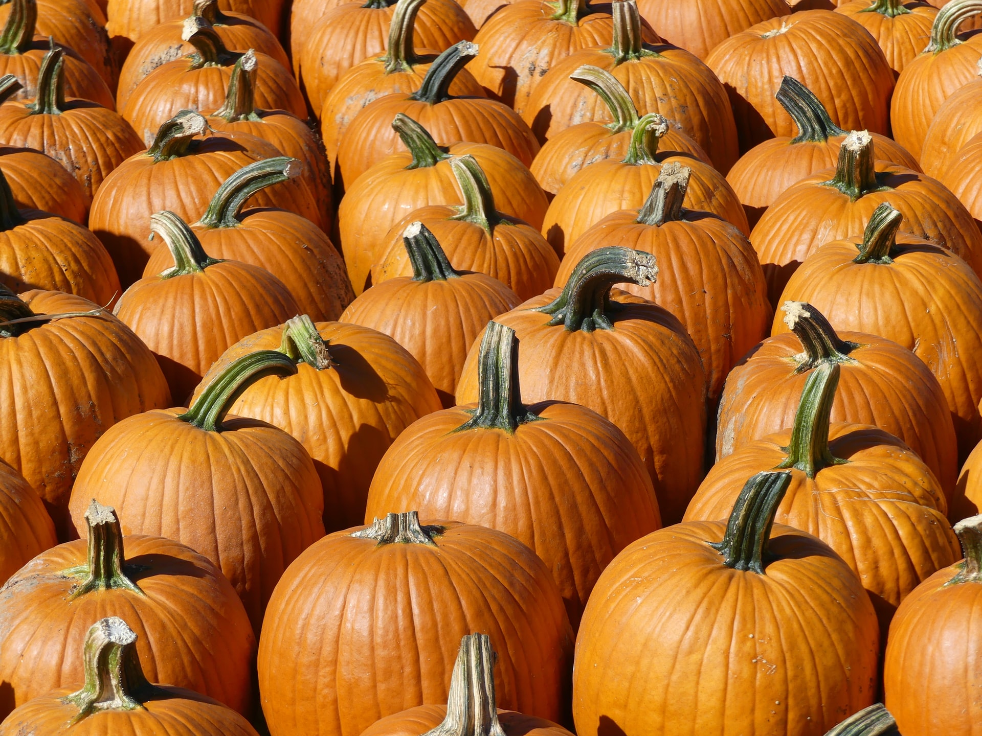 Pick the Perfect Pumpkin at DePaul’s Urban Farm